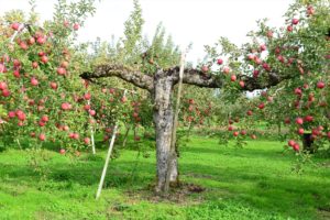 変なリンゴの木