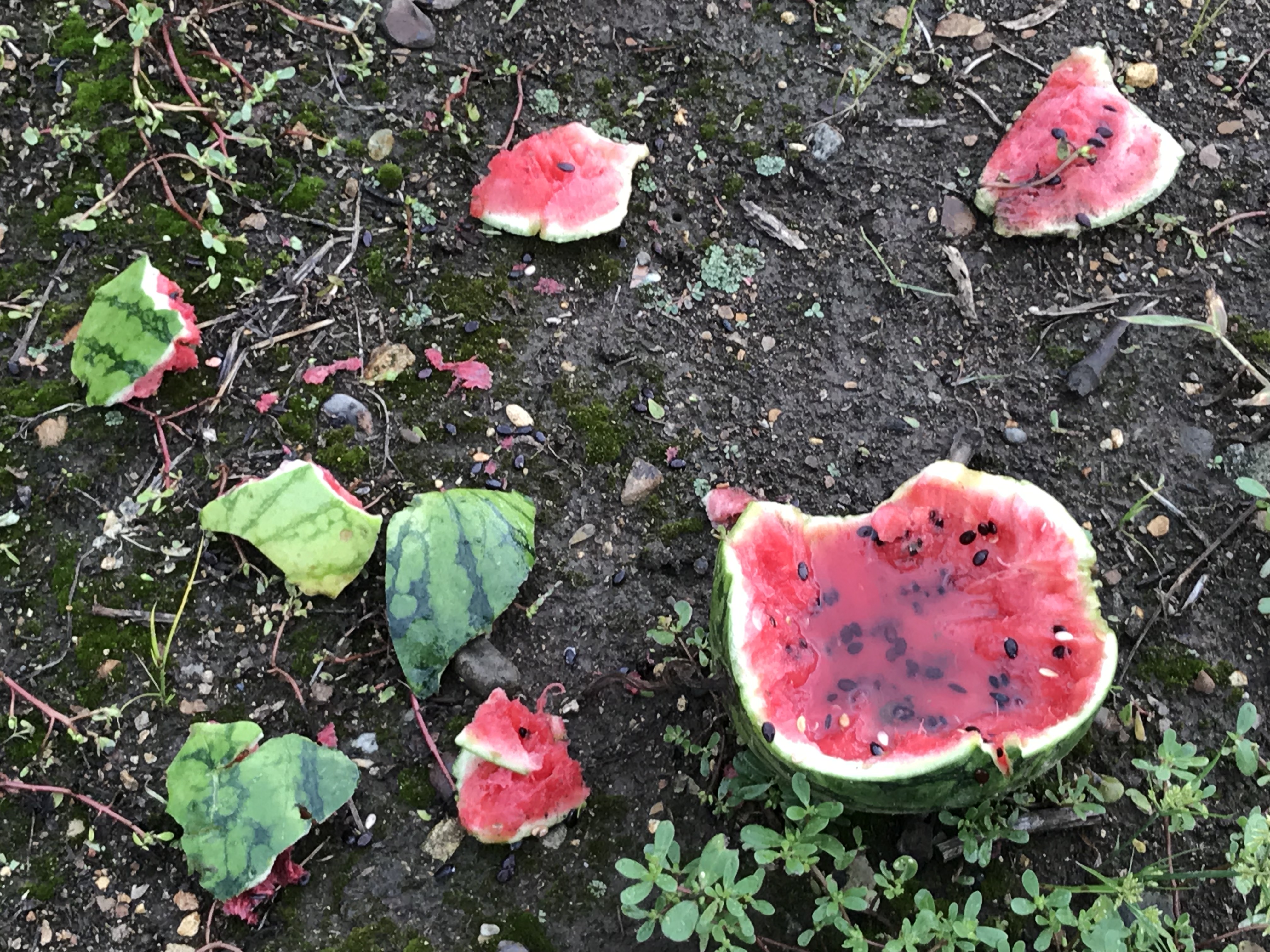 農家のあるある　農家民宿松べえ