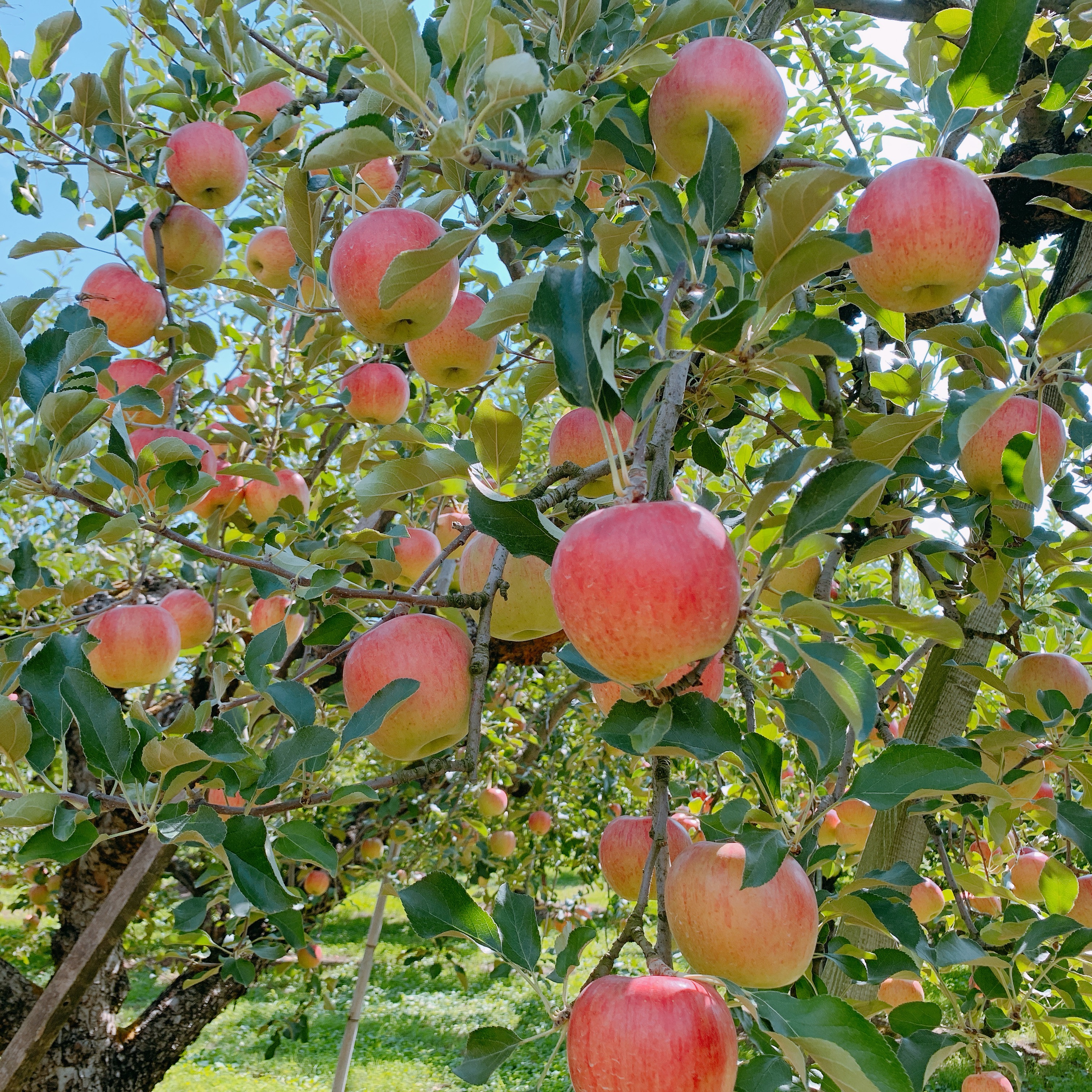 今日は雨の中夫とつがる?もぎ(^^♪真っ赤に色つき景色も秋の模様！