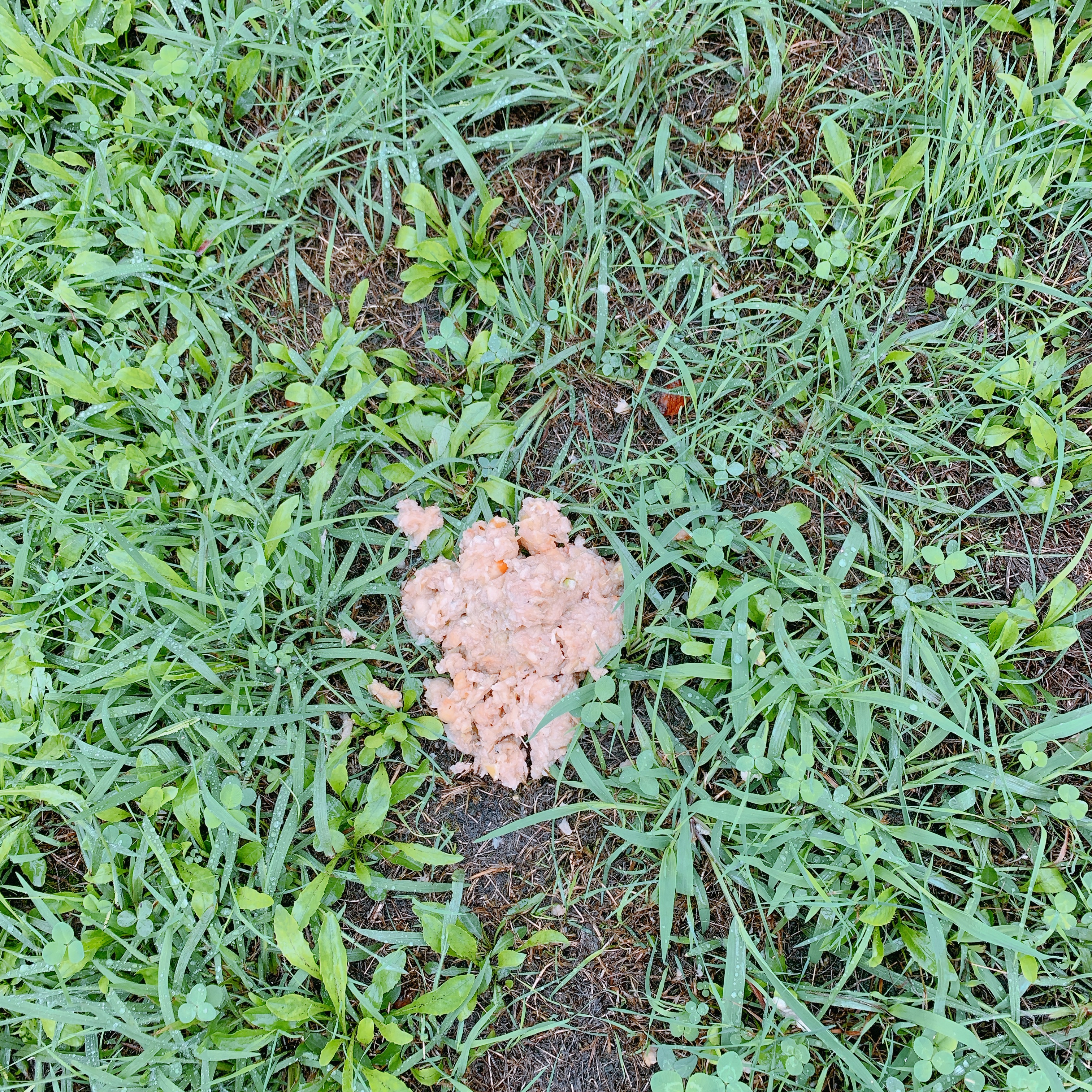 熊さんの落とし物( ´艸｀)　もし出会っちゃったら？どうしよう？