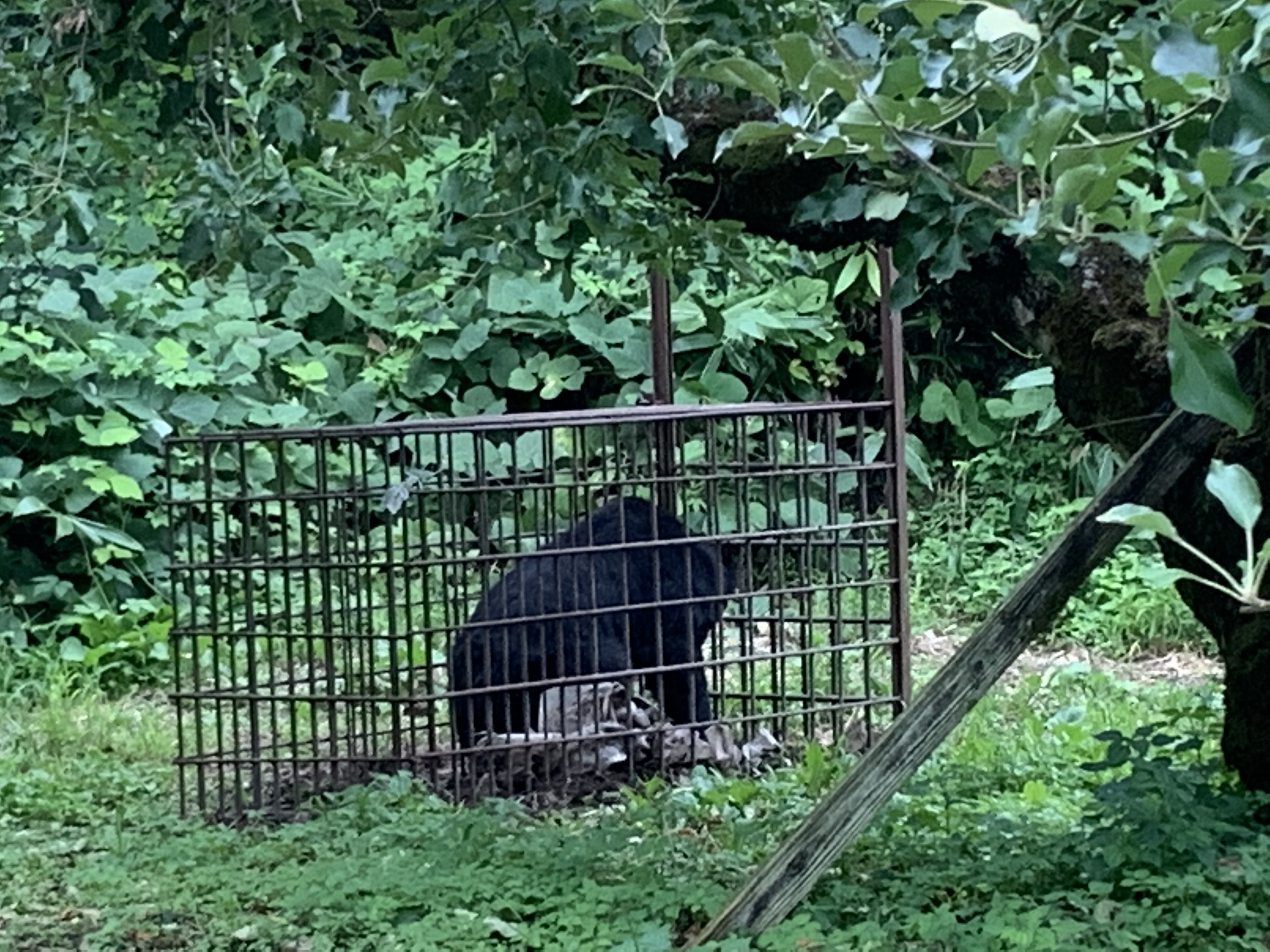 嘘？ほんと？怖い!まるで動物園？生まれて初めての野生のクマを！