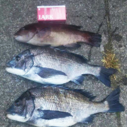 釣ったぞ～！（百笑家 姫）