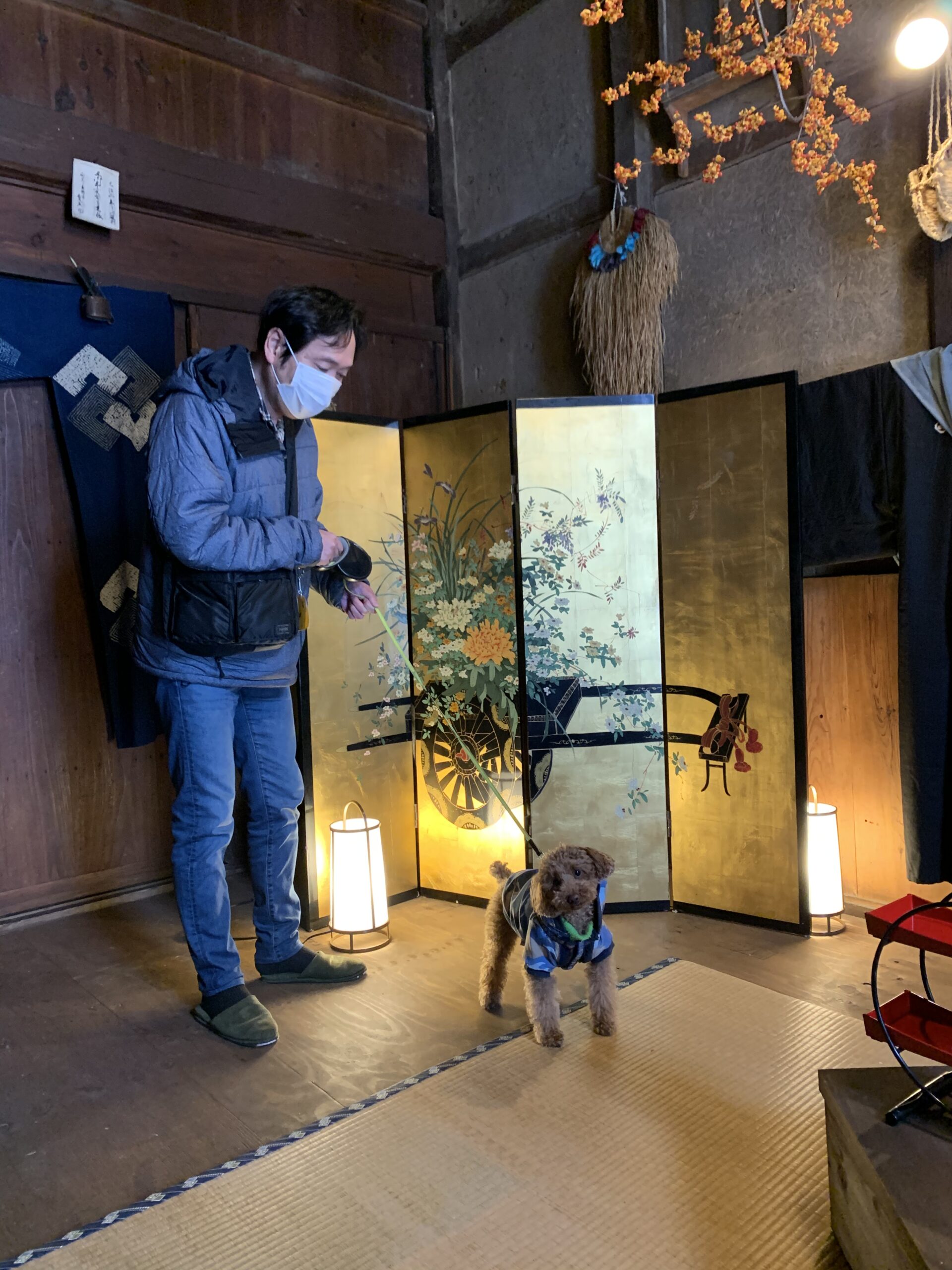 ペットのトイプードル「ジャック」君、おりこうさんです♪