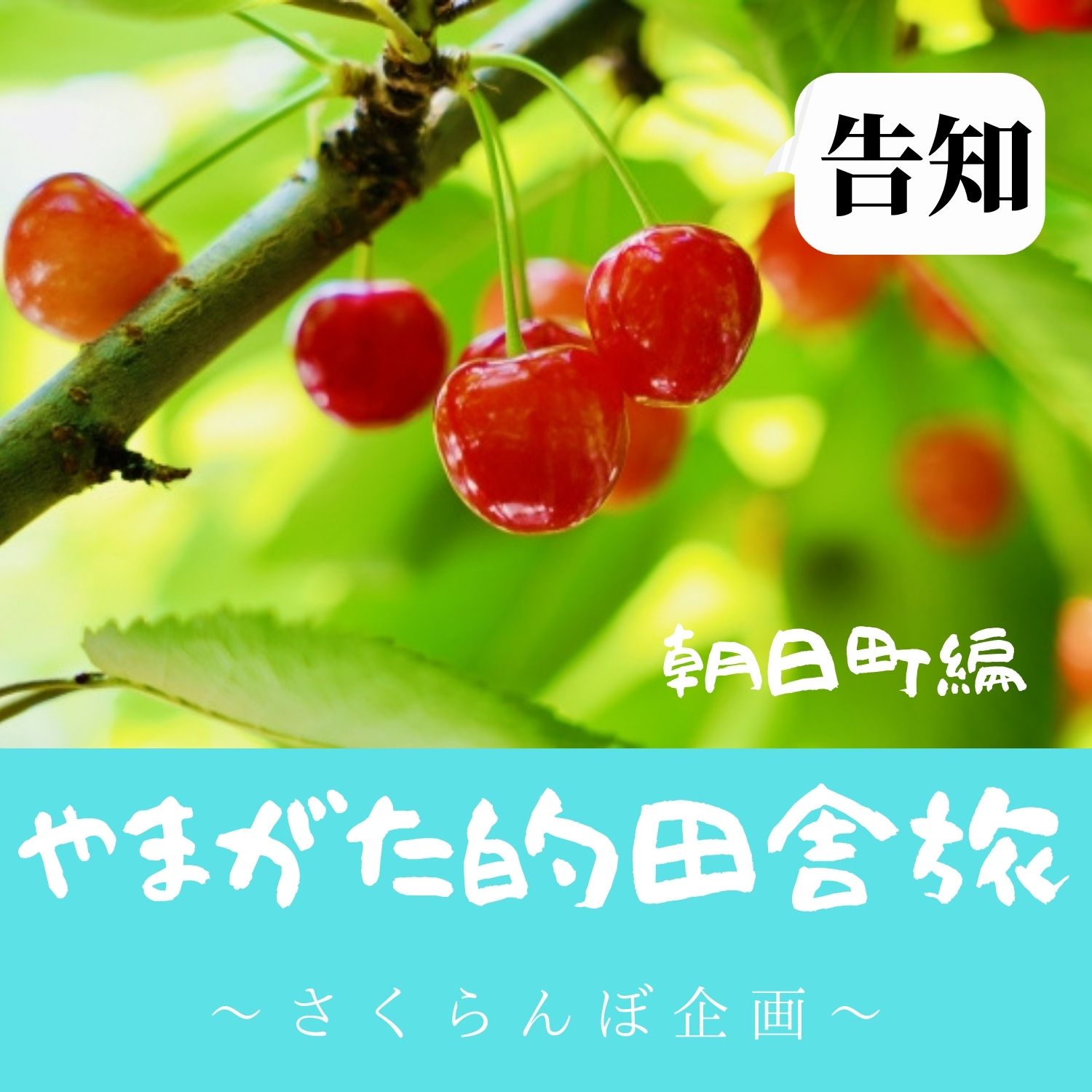 ミステリアスさくらんぼ果樹園 in Daichan Farm