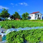 スイカ畑の様子