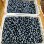 民泊耕房 とら豆　収穫体験