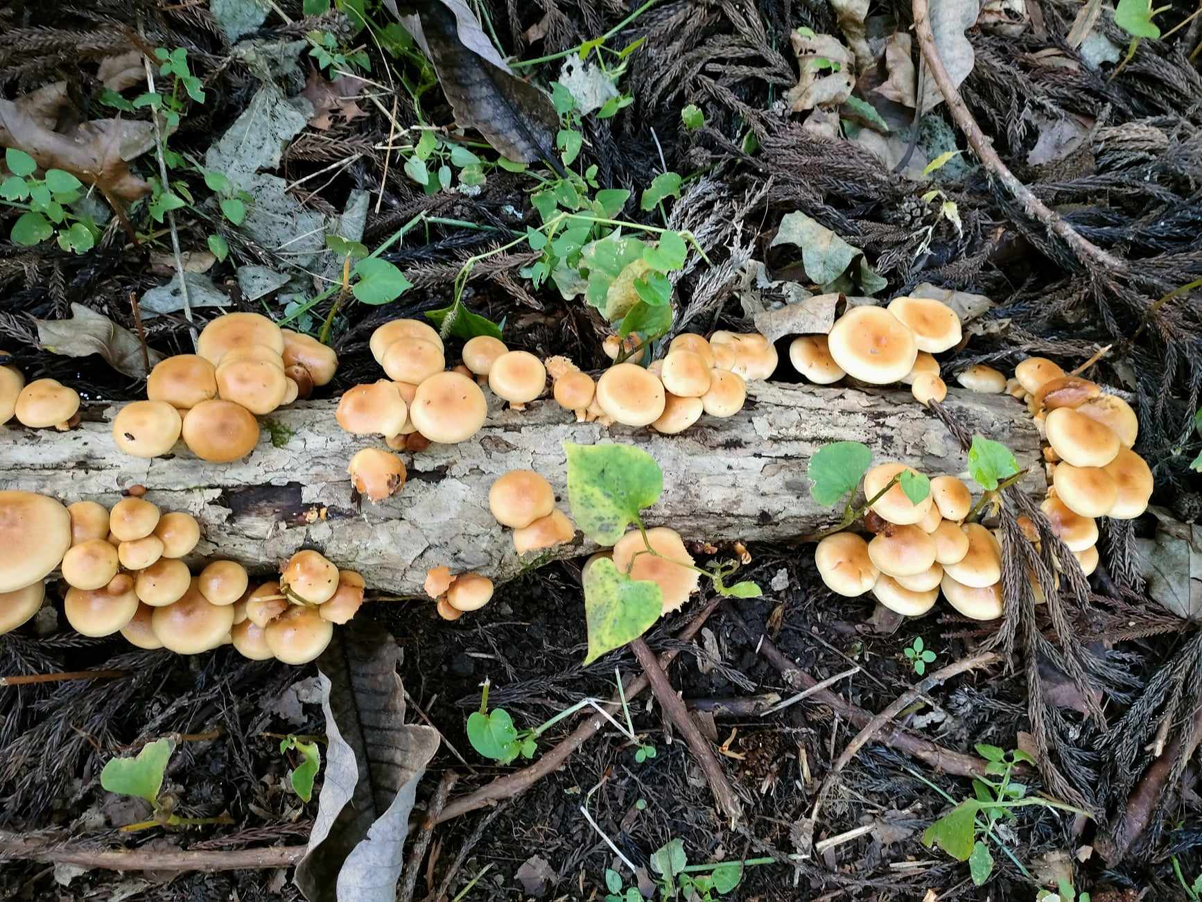 尾花沢ほその村で実りの秋、収穫体験をたのしもう！