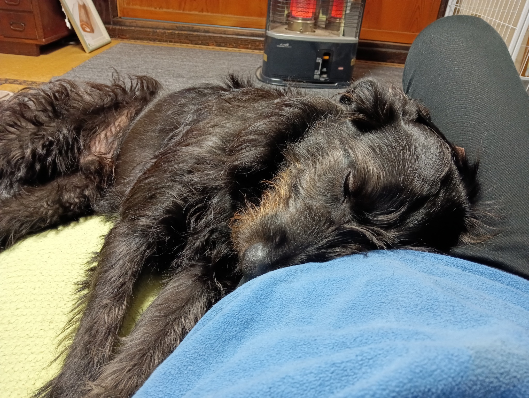 ワンコを飼っています