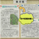 だいちゃん農園で冬の収穫体験ができます