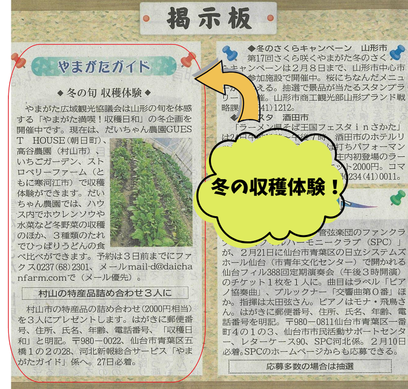 だいちゃん農園で冬の収穫体験ができます