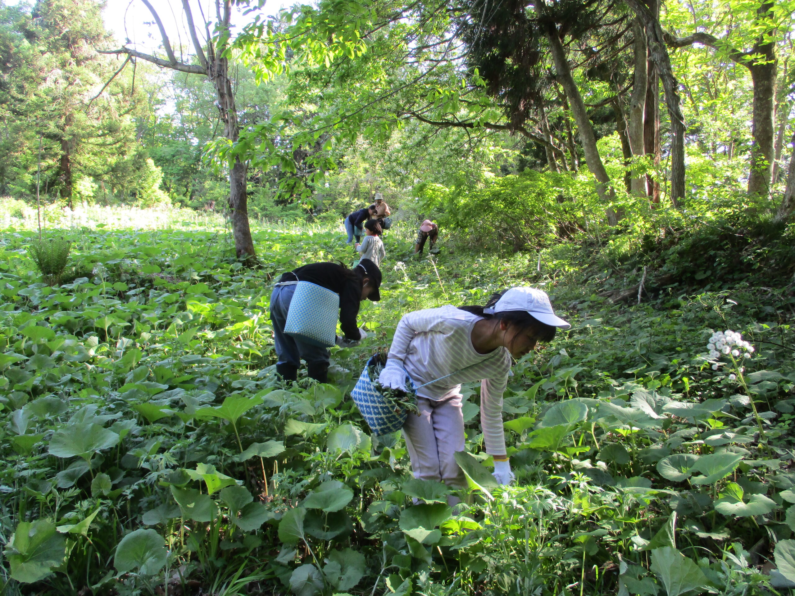 【やまがた的田舎旅】尾花沢ほその村で 春の味を堪能しよう！