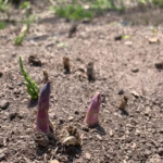 ハウスのアスパラも頭を出し始めました！