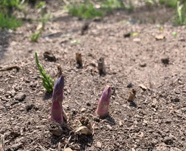 ハウスのアスパラも頭を出し始めました！