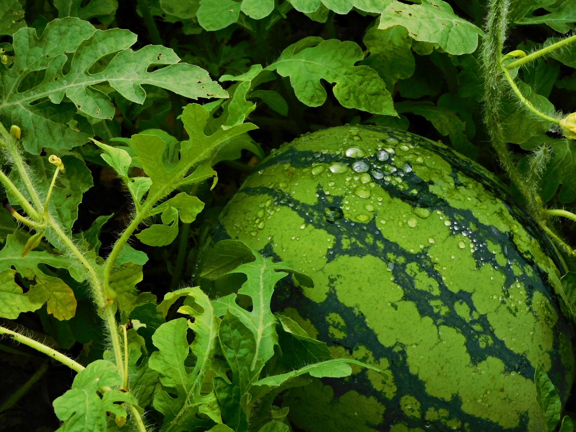 Minpaku Kobo Toramame