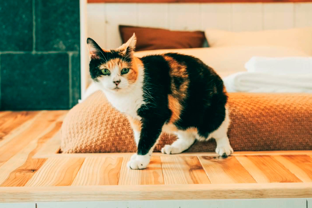 民泊　やまねこ