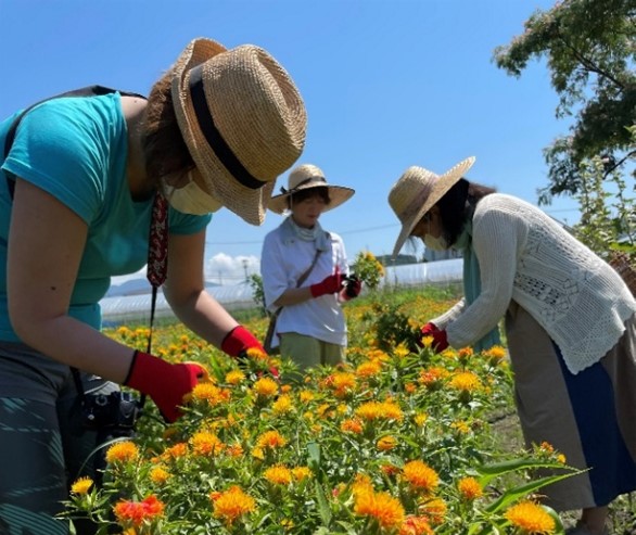 紅花摘み